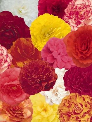 Picture of Begonia - Non-Stop Mixed F1